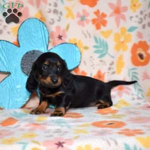 Truffles, Dachshund Puppy